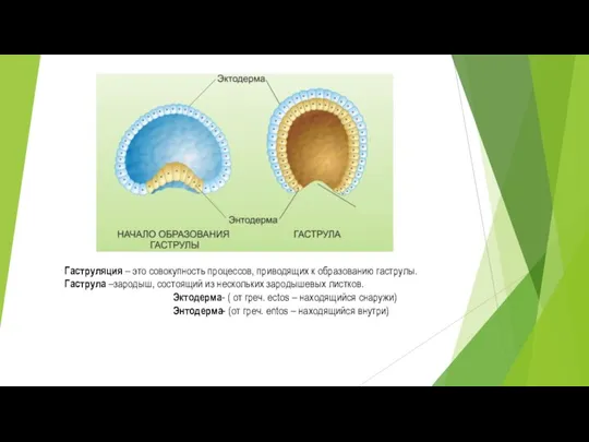 Гаструляция – это совокупность процессов, приводящих к образованию гаструлы. Гаструла –зародыш, состоящий