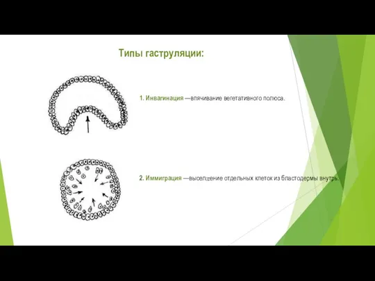 Типы гаструляции: 2. Иммиграция —выселение отдельных клеток из бластодермы внутрь. 1. Инвагинация —впячивание вегетативного полюса.