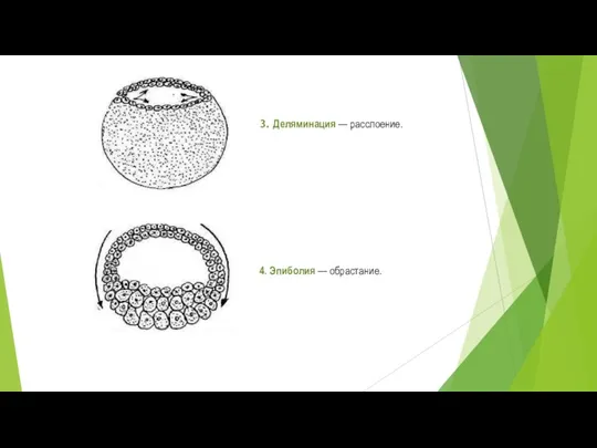 4. Эпиболия — обрастание. 3. Деляминация — расслоение.