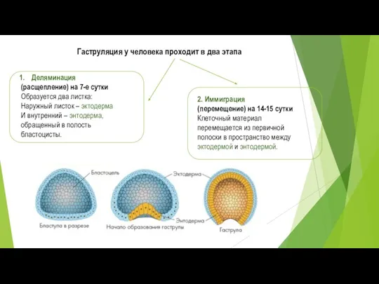 Гаструляция у человека проходит в два этапа Деляминация (расщепление) на 7-е сутки