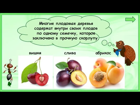 Многие плодовые деревья содержат внутри своих плодов по одному семечку, которое заключено