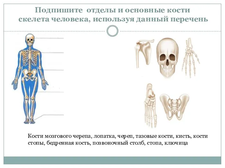 Подпишите отделы и основные кости скелета человека, используя данный перечень Кости мозгового