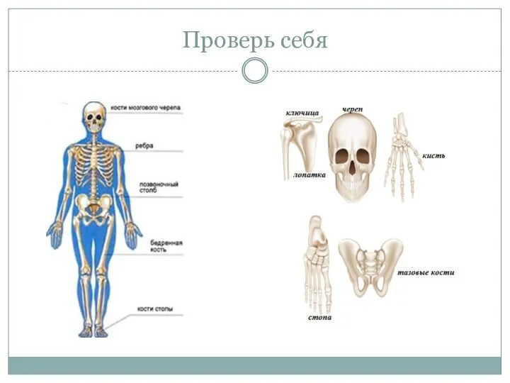 Проверь себя