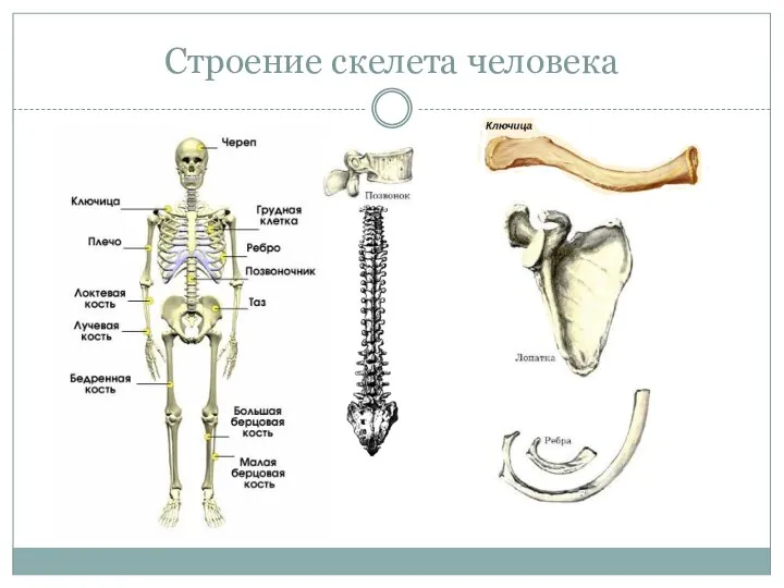 Строение скелета человека