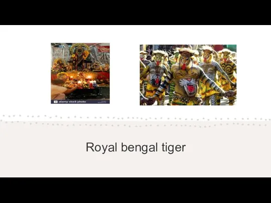 Royal bengal tiger