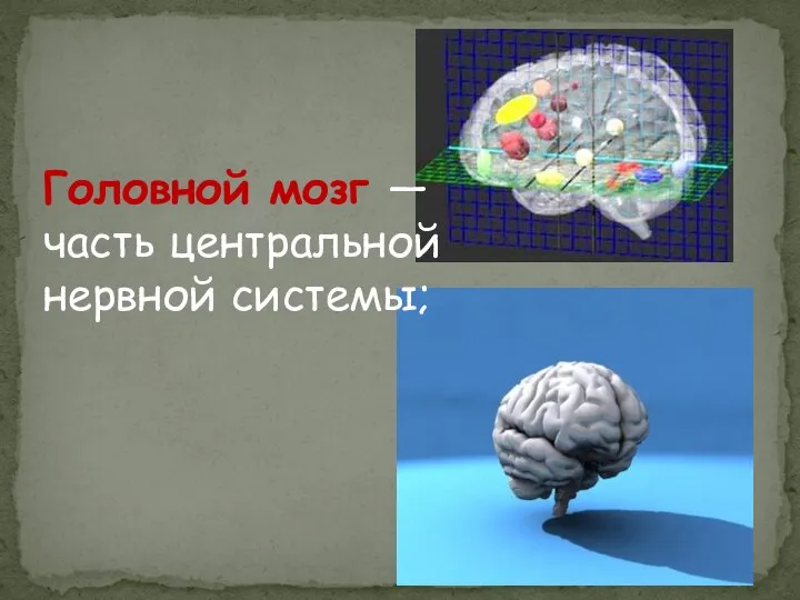 Головной мозг — часть центральной нервной системы;