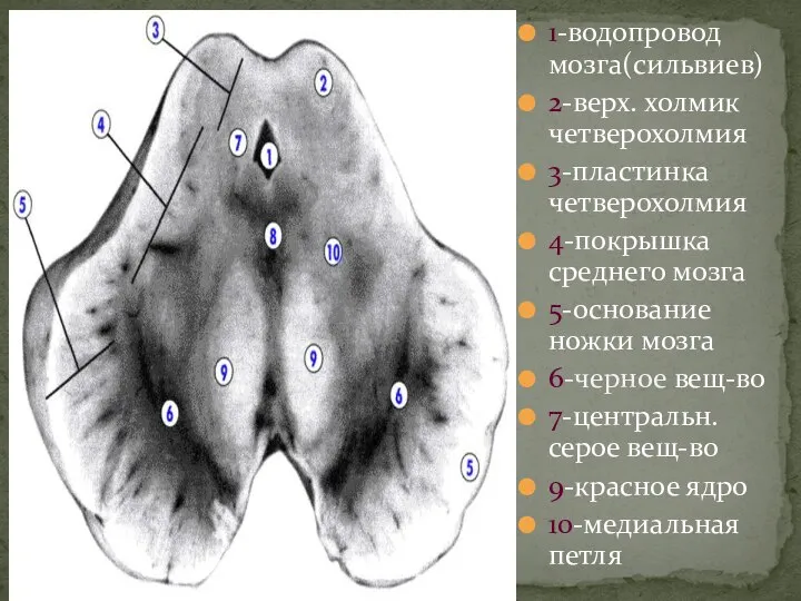 1-водопровод мозга(сильвиев) 2-верх. холмик четверохолмия 3-пластинка четверохолмия 4-покрышка среднего мозга 5-основание ножки