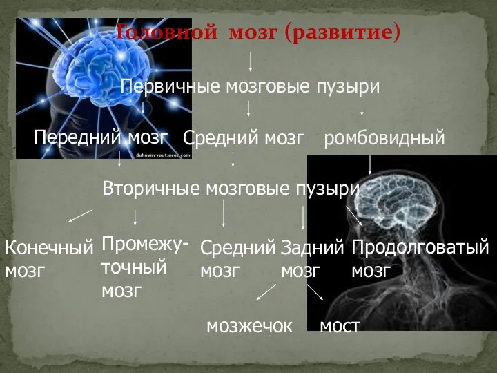 Головной мозг (развитие) Первичные мозговые пузыри Передний мозг Средний мозг ромбовидный Вторичные
