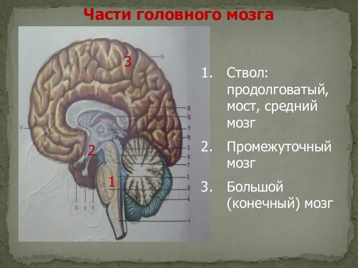 1 Ствол: продолговатый, мост, средний мозг Промежуточный мозг Большой (конечный) мозг Части головного мозга 2 3
