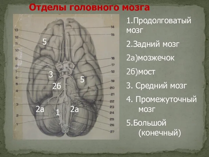 Отделы головного мозга 1 1.Продолговатый мозг 2.Задний мозг 2а)мозжечок 2б)мост 3. Средний