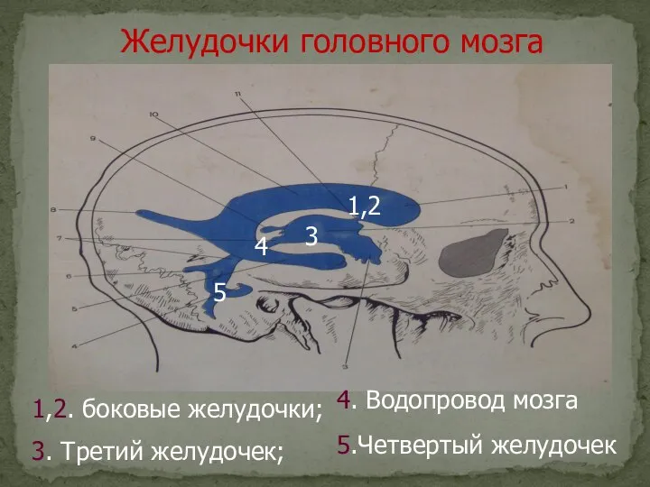 Желудочки головного мозга 1,2 3 4 5 1,2. боковые желудочки; 3. Третий