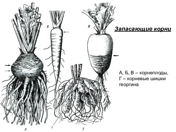 Запасающие корни А, Б, В – корнеплоды, Г – корневые шишки георгина
