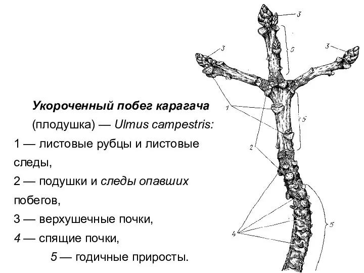 Укороченный побег карагача (плодушка) — Ulmus campestris: 1 — листовые рубцы и