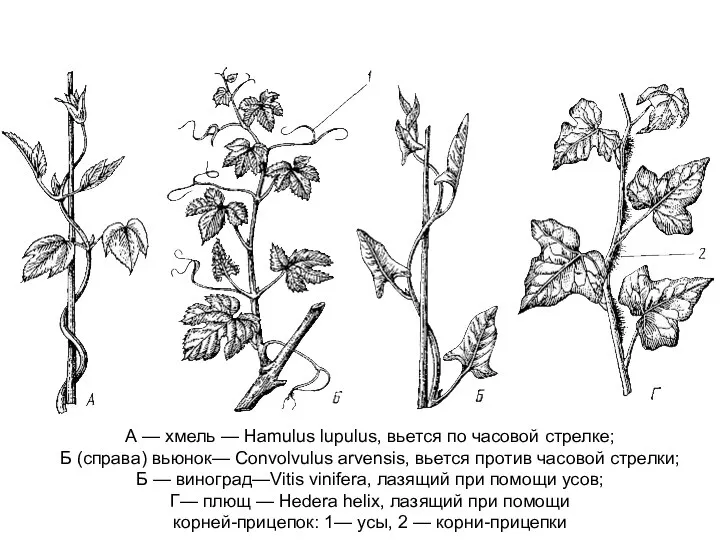 А — хмель — Hamulus lupulus, вьется по часовой стрелке; Б (справа)