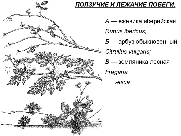 А — ежевика иберийская Rubus ibericus; Б — арбуз обыкновенный Citrullus vulgaris;