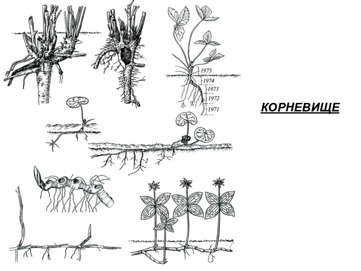 КОРНЕВИЩЕ