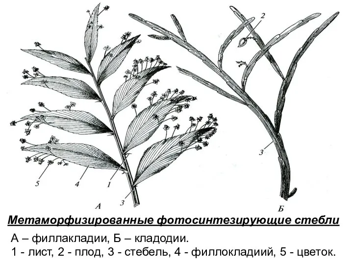 Метаморфизированные фотосинтезирующие стебли А – филлакладии, Б – кладодии. 1 - лист,