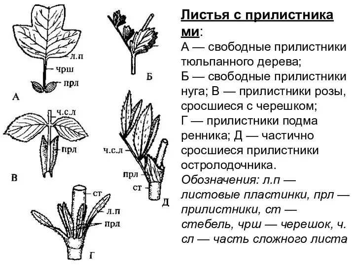 Листья с прилистника­ми: А — свободные прилистники тюльпанного дерева; Б — свобод­ные