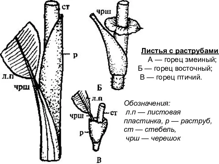 Листья с раструбами: А — горец змеиный; Б — горец восточный; В