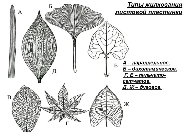 Типы жилкования листовой пластинки А – параллельное, Б – дихотамическое, Г, Е