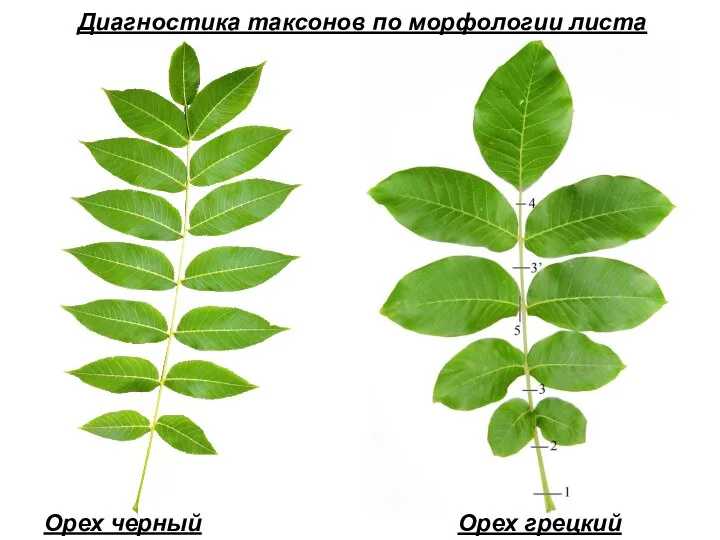 Диагностика таксонов по морфологии листа Орех черный Орех грецкий