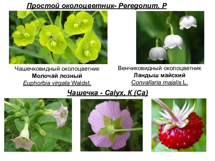 Чашечка - Calyx, К (Са) Простой околоцветник- Peregonum, P Чашечковидный околоцветник Молочай