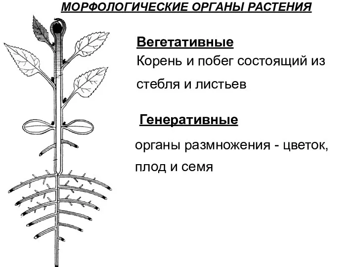 МОРФОЛОГИЧЕСКИЕ ОРГАНЫ РАСТЕНИЯ Вегетативные Корень и побег состоя­щий из стебля и листьев