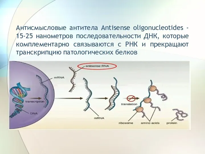 Антисмысловые антитела Antisense oligonucleotides - 15-25 нанометров последовательности ДНК, которые комплементарно связываются