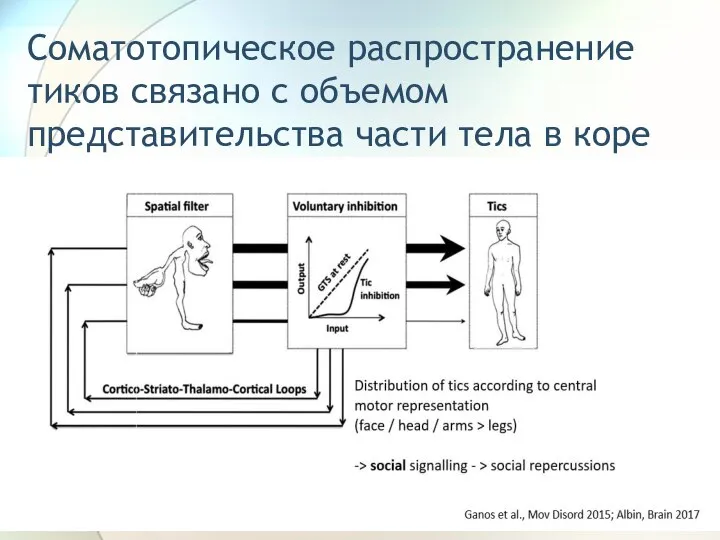 Соматотопическое распространение тиков связано с объемом представительства части тела в коре