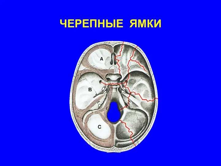 ЧЕРЕПНЫЕ ЯМКИ