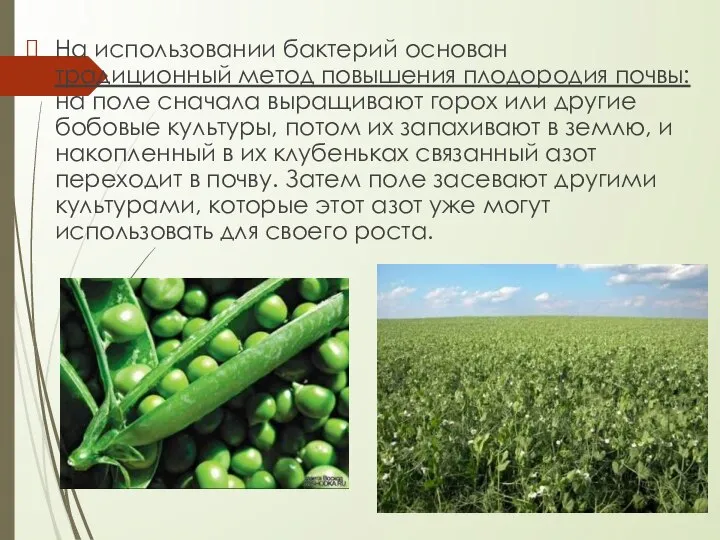 На использовании бактерий основан традиционный метод повышения плодородия почвы: на поле сначала