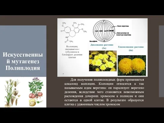 Искусственный мутагенез Полиплодия Для получения полиплоидных форм применяется алкалоид колхицин. Колхицин относится