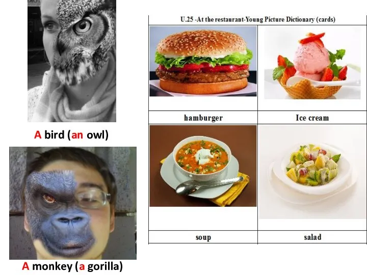 A bird (an owl) A monkey (a gorilla)