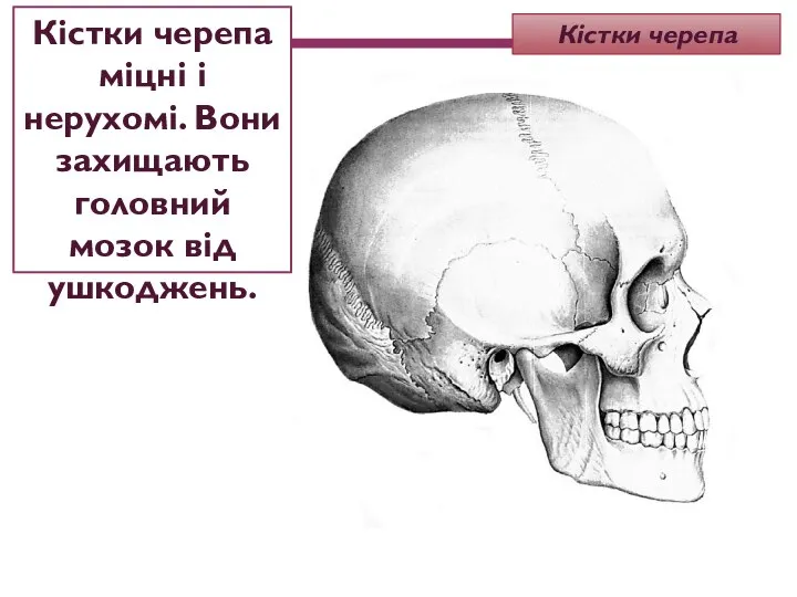 Кістки черепа міцні і нерухомі. Вони захищають головний мозок від ушкоджень. Кістки черепа