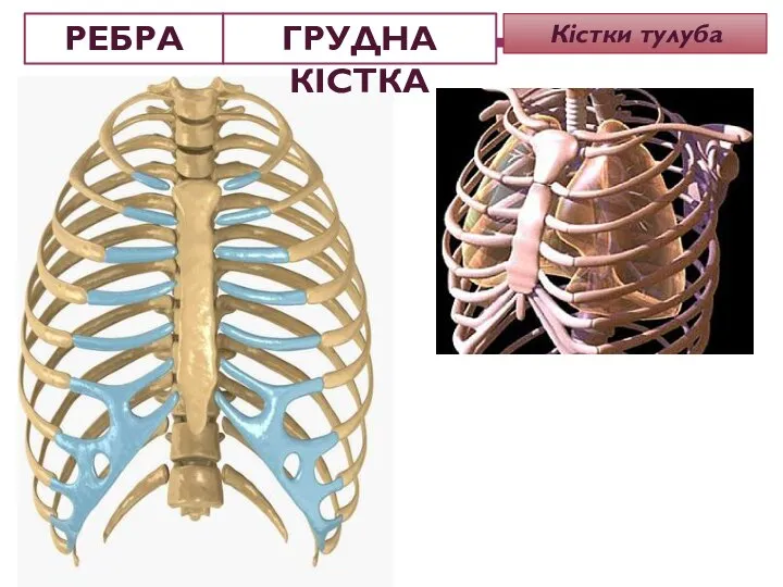 Кістки тулуба РЕБРА ГРУДНА КІСТКА