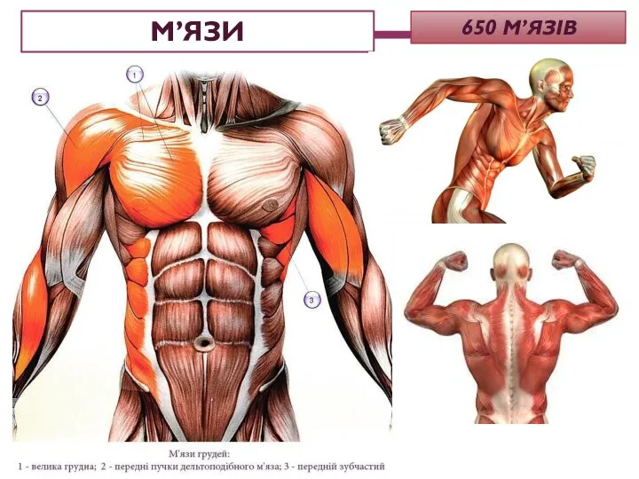 650 М’ЯЗІВ М’ЯЗИ