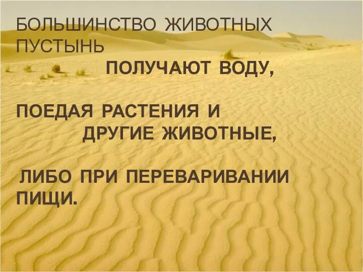 БОЛЬШИНСТВО ЖИВОТНЫХ ПУСТЫНЬ ПОЛУЧАЮТ ВОДУ, ПОЕДАЯ РАСТЕНИЯ И ДРУГИЕ ЖИВОТНЫЕ, ЛИБО ПРИ ПЕРЕВАРИВАНИИ ПИЩИ.