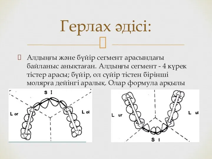 Алдыңғы және бүйір сегмент арасындағы байланыс анықтаған. Алдыңғы сегмент - 4 күрек