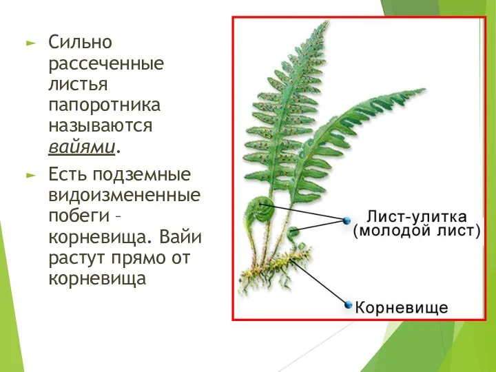 Сильно рассеченные листья папоротника называются вайями. Есть подземные видоизмененные побеги – корневища.