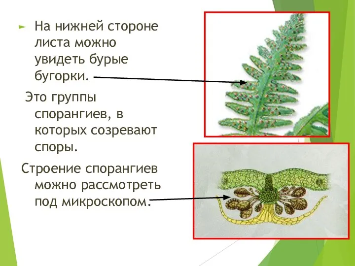 На нижней стороне листа можно увидеть бурые бугорки. Это группы спорангиев, в