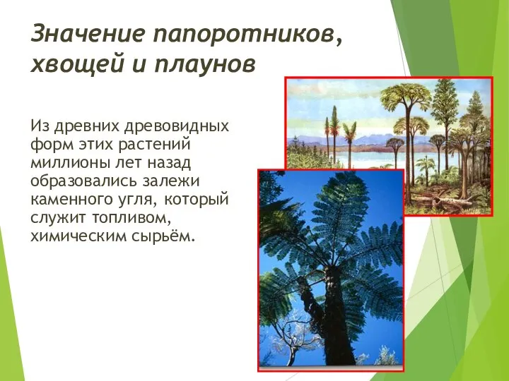 Значение папоротников, хвощей и плаунов Из древних древовидных форм этих растений миллионы