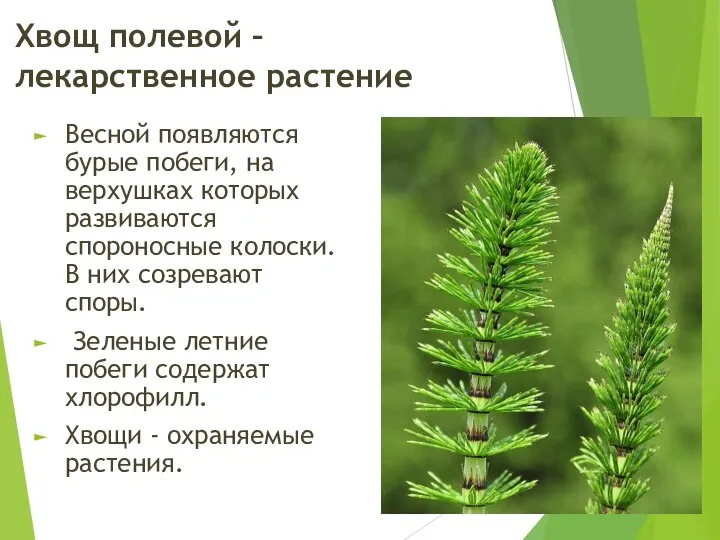 Хвощ полевой – лекарственное растение Весной появляются бурые побеги, на верхушках которых