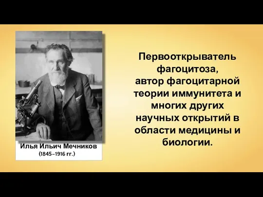 Илья Ильич Мечников (1845–1916 гг.) Первооткрыватель фагоцитоза, автор фагоцитарной теории иммунитета и