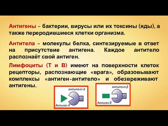 Антигены – бактерии, вирусы или их токсины (яды), а также переродившиеся клетки