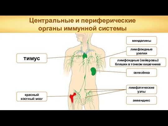 Центральные и периферические органы иммунной системы лимфоидные узелки аппендикс миндалины лимфоидные (пейеровы) бляшки в тонком кишечнике