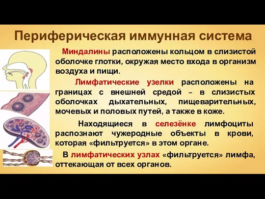 Периферическая иммунная система Миндалины расположены кольцом в слизистой оболочке глотки, окружая место