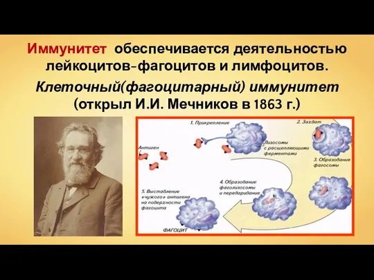 Иммунитет обеспечивается деятельностью лейкоцитов-фагоцитов и лимфоцитов. Клеточный(фагоцитарный) иммунитет (открыл И.И. Мечников в 1863 г.)
