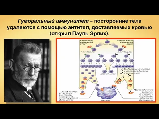 Гуморальный иммунитет – посторонние тела удаляются с помощью антител, доставляемых кровью (открыл Пауль Эрлих).