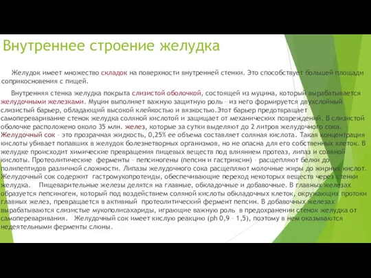 Внутреннее строение желудка Желудок имеет множество складок на поверхности внутренней стенки. Это