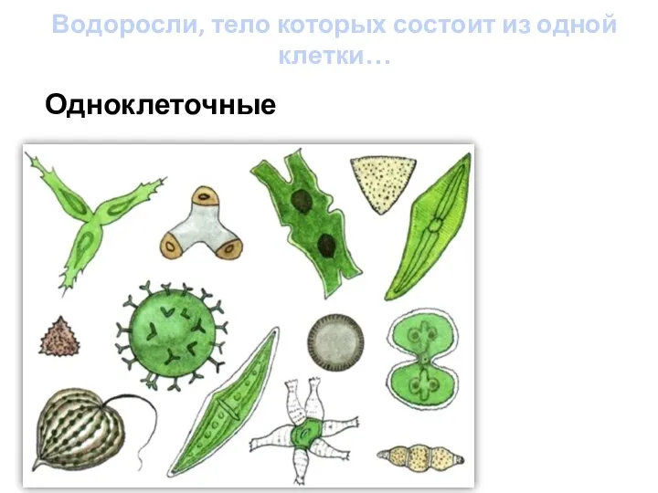 Водоросли, тело которых состоит из одной клетки… Одноклеточные